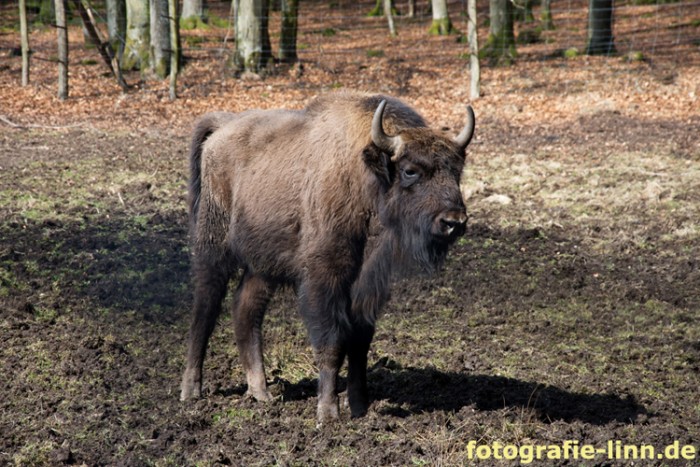 Wisent-Portrait