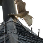 Turmfalke im Flug