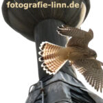 fliegender Turmfalke vor Kirchturm