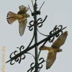 2 Turmfalken im Flug