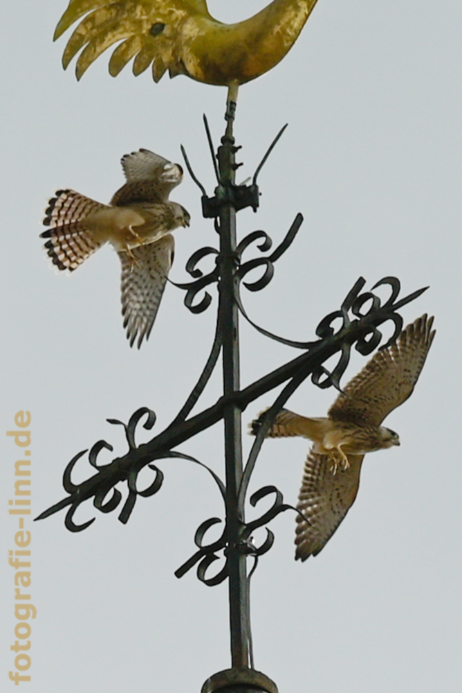 2 Turmfalken im Flug